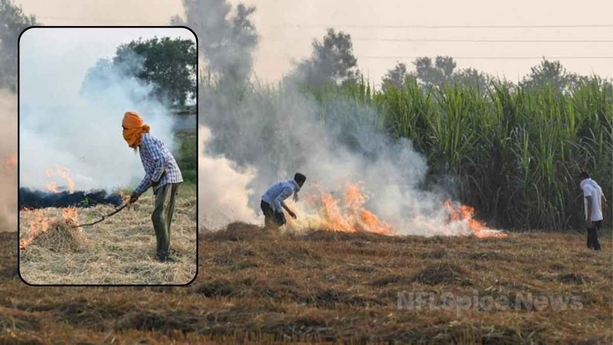 दीवाली बाद भी उत्तर भारत में सांसों का संकट, पराली जलाने से बिगड़ रही हवा