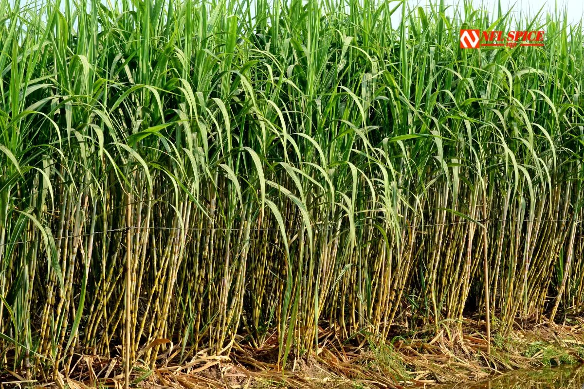 Diwali gift to farmers in Haryana: Sugarcane prices hiked by Rs 15 per quintal