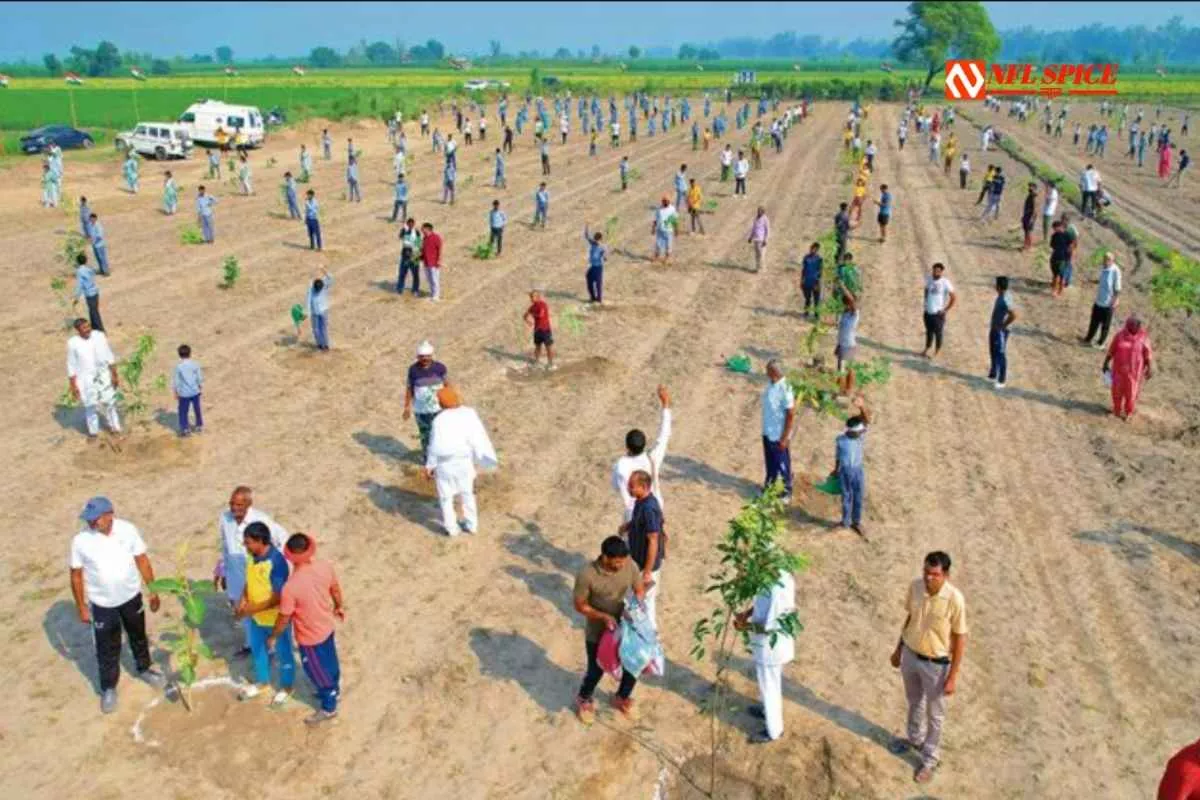 हरियाणा में हरियाली की पहल: सोनीपत के भटाना जाफराबाद में बना 27वां ऑक्सीजन बाग