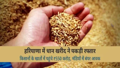 Haryana Paddy Procurement Farmers Payment 550 Crore
