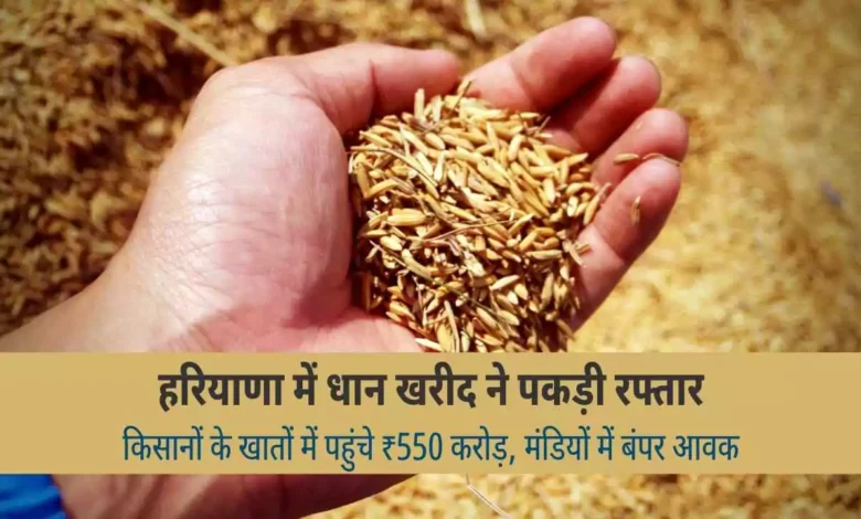 Haryana Paddy Procurement Farmers Payment 550 Crore