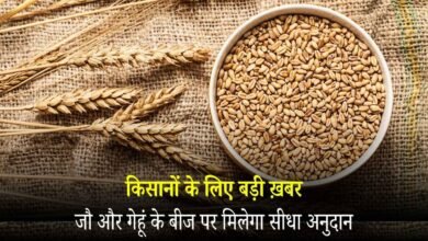 Big-news-for-farmers-Direct-subsidy-on-barley-and-wheat-seeds_20251120_160408_0000.jpg