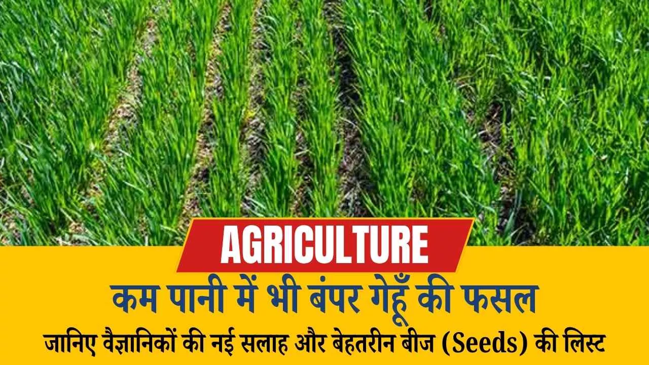 कम पानी में भी बंपर गेहूँ की फसल! जानिए वैज्ञानिकों की नई सलाह और बेहतरीन बीज (Seeds) की लिस्ट