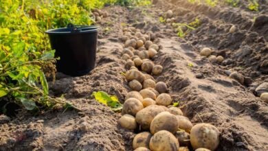 सफेद आलू पर संकट गहराया, BKU (चढूनी) ने दी चेतावनी: “दाम नहीं बढ़े तो सड़क पर उतरेंगे किसान”