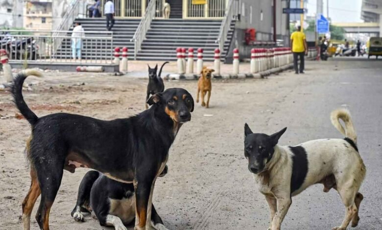 कुत्तों के हमले और इंसानी डर पर सुप्रीम कोर्ट की दो टूक, क्या सड़कों से हटेंगे आवारा कुत्ते?