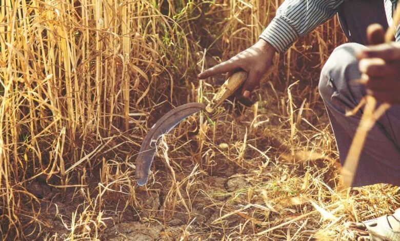 agriculture-tips-urad-farming-after-wheat-harvest-best-varieties-profit
