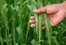 धौलपुर में बदला खेती का मिजाज: सरसों की जगह आलू-गेहूं पर दांव, क्या चिप्स कंपनियों की डिमांड बदल देगी किसानों की किस्मत?